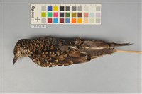 藏品(虎鶇)的圖片